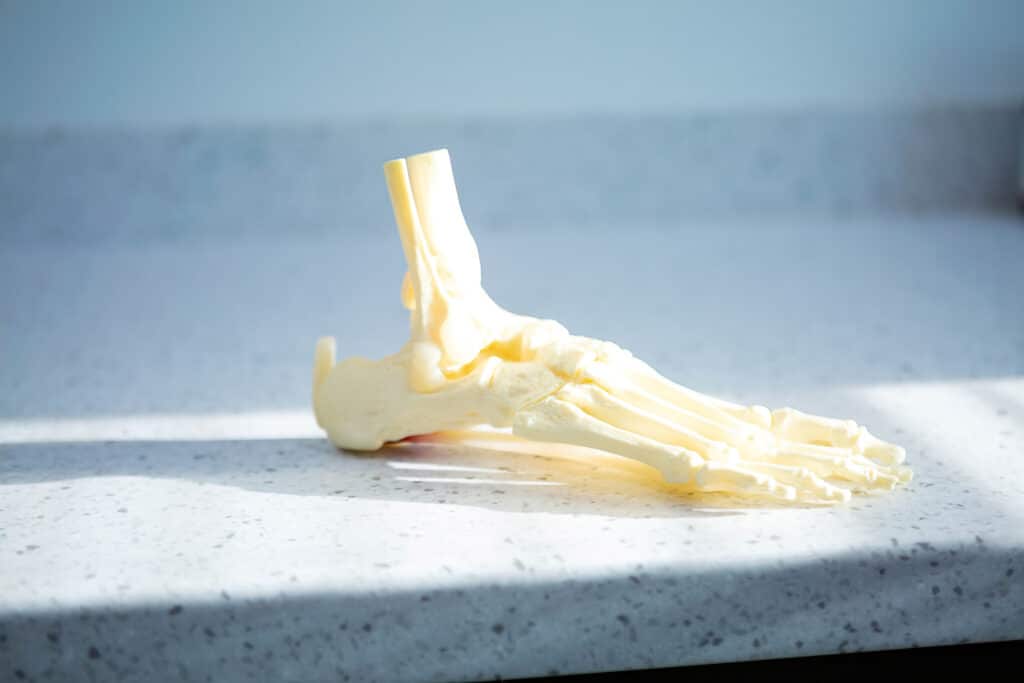A bone model of the foot